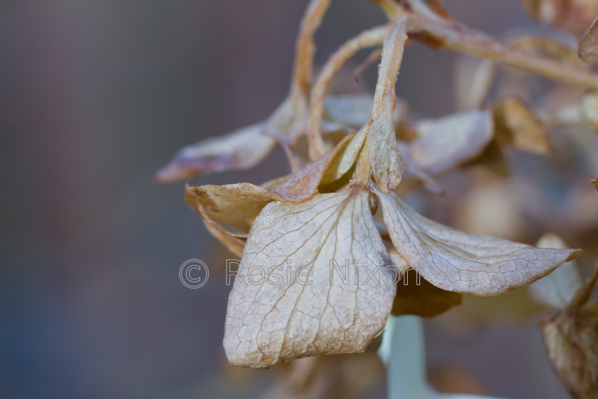 dried hydrangea flowers 
 Detailed Macro of dried hydrangea petals showing texture in Autumn 
 Keywords: hydrangea, petals, flowers, dried, crisp, papery, texture, faded, blooms, decay, autumn, seasonal, pattern, brown, beige, macro, landscape